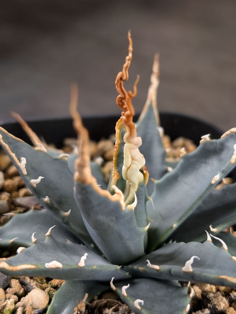 アガベ　エボリスピナ　実生　A217