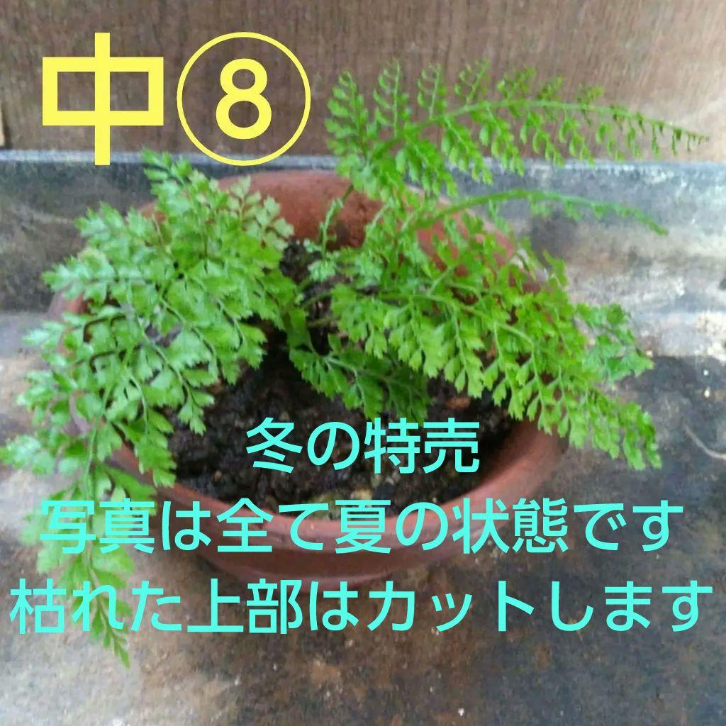 ワケアリ 中⑧ 品種不明シダ