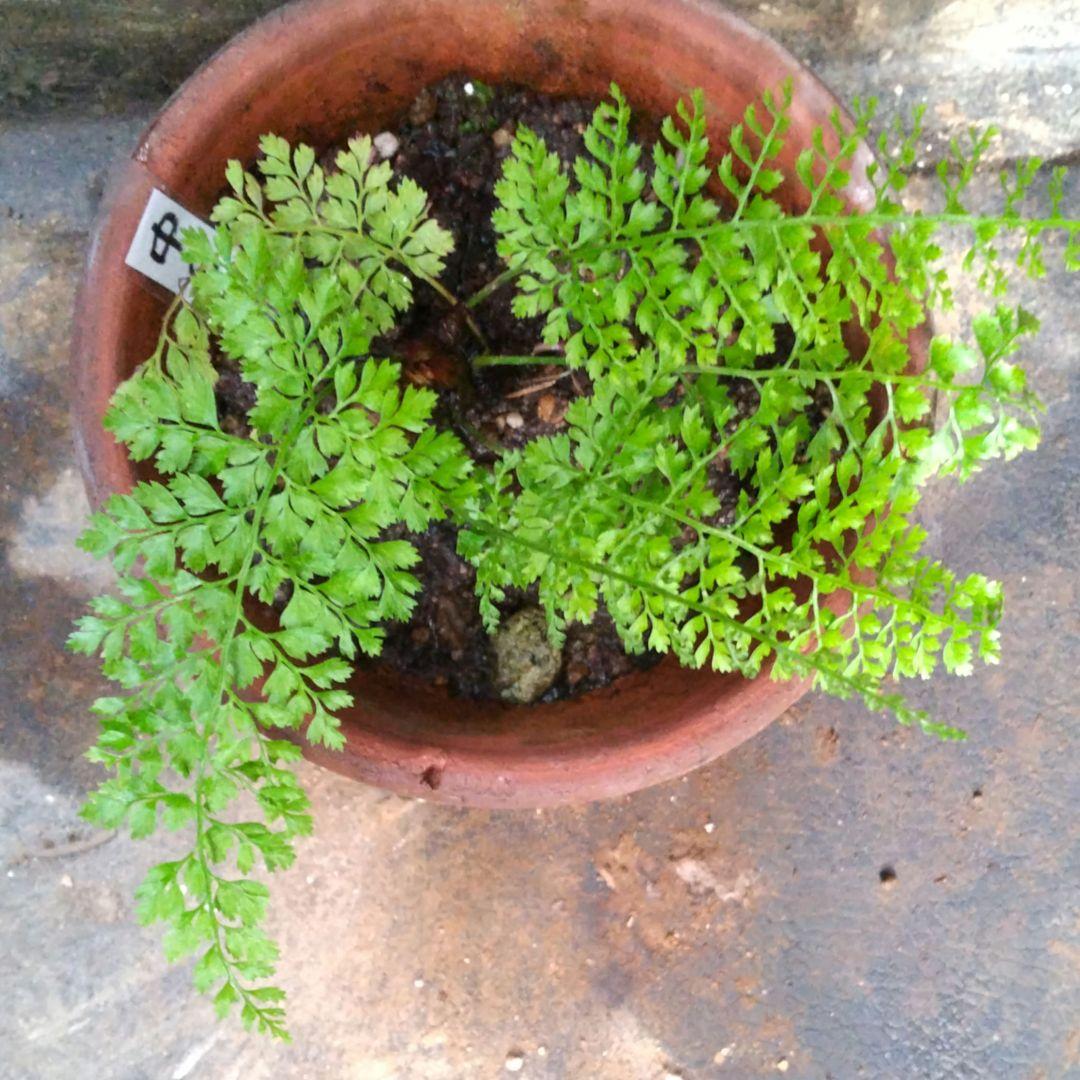 ワケアリ 中⑧ 品種不明シダ