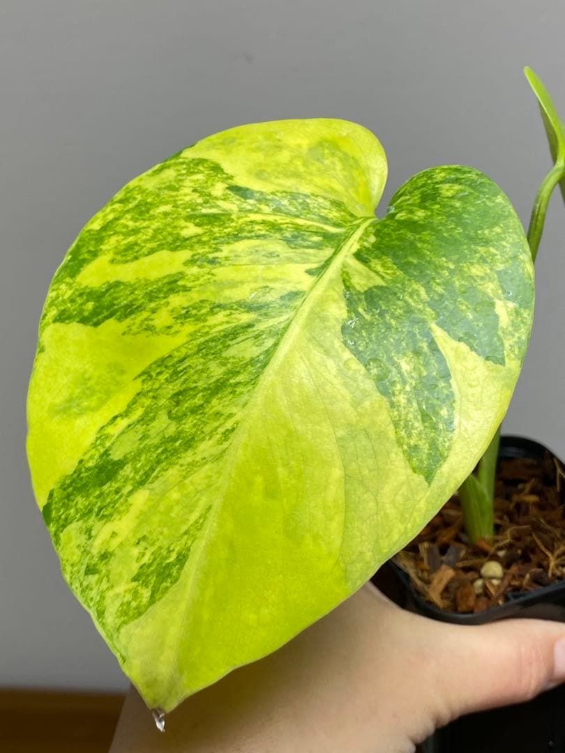 み*ん様 【これは本物です✨】モンステラ　イエローマリリン　黄斑　オーレア　希少