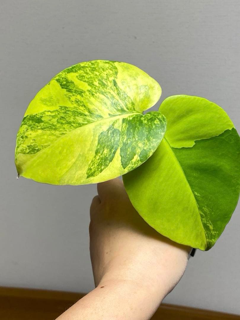 み*ん様 【これは本物です✨】モンステラ　イエローマリリン　黄斑　オーレア　希少