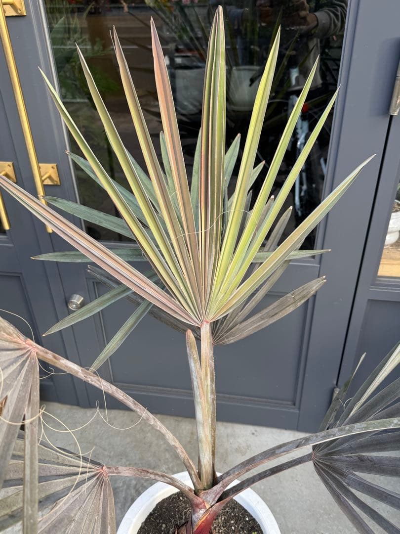 ビスマルキア　ノビリス　10号鉢