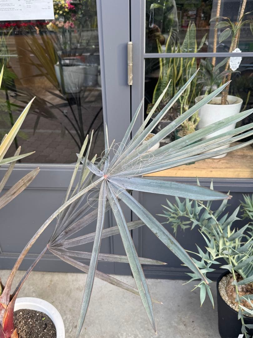 ビスマルキア　ノビリス　10号鉢