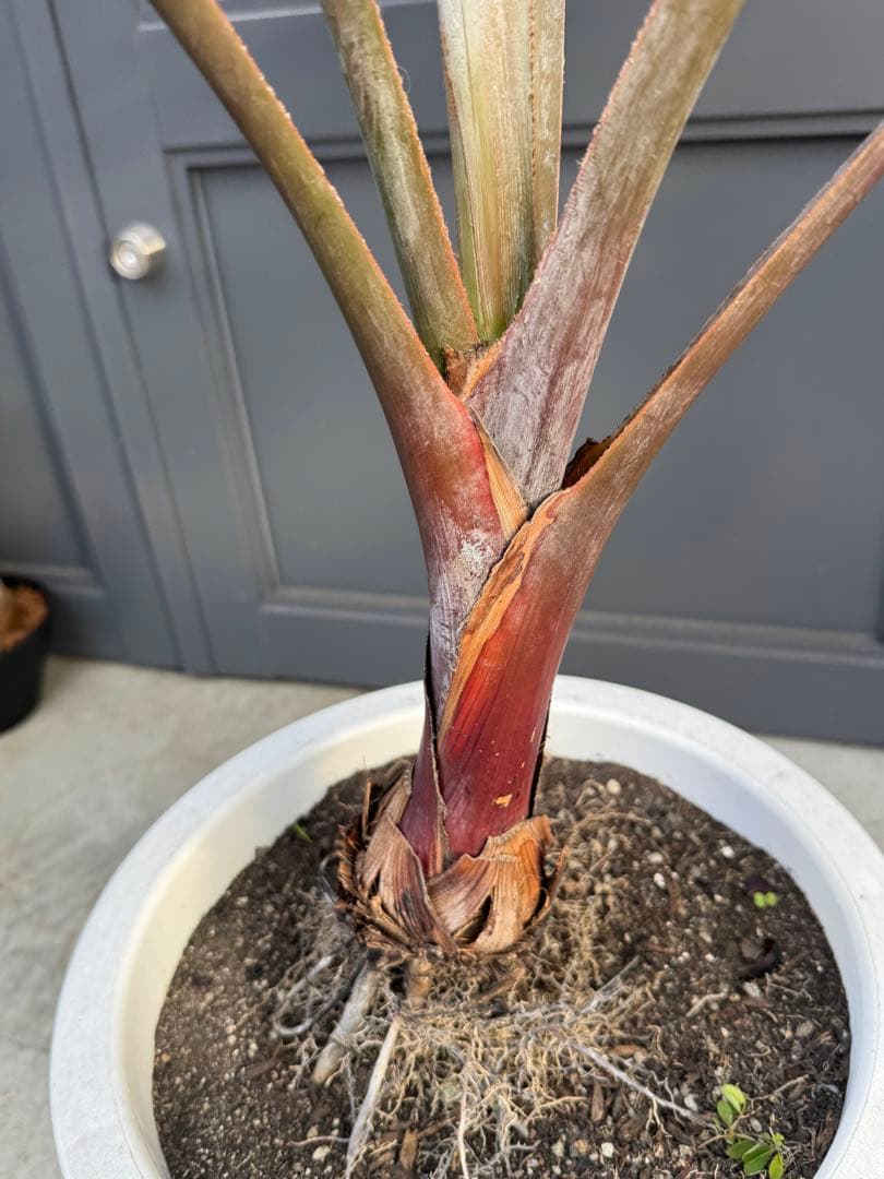 ビスマルキア　ノビリス　10号鉢