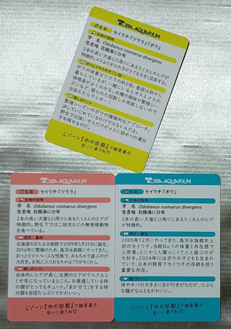レアカード】鳥羽水族館 コレクションカード セイウチ ツララ ポウ