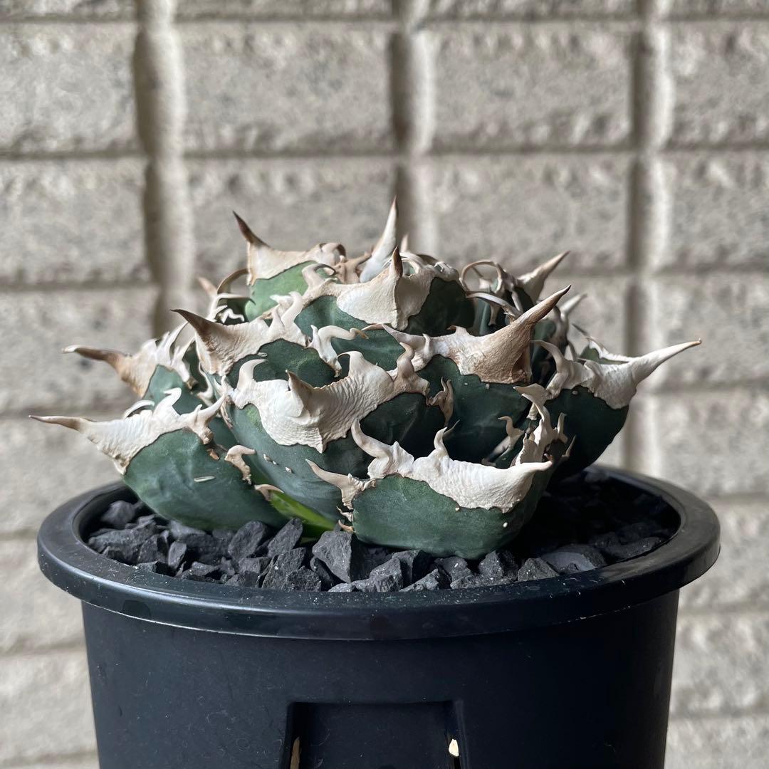 【清櫻】 Lize血統、OC直子、発根済み子株⑤