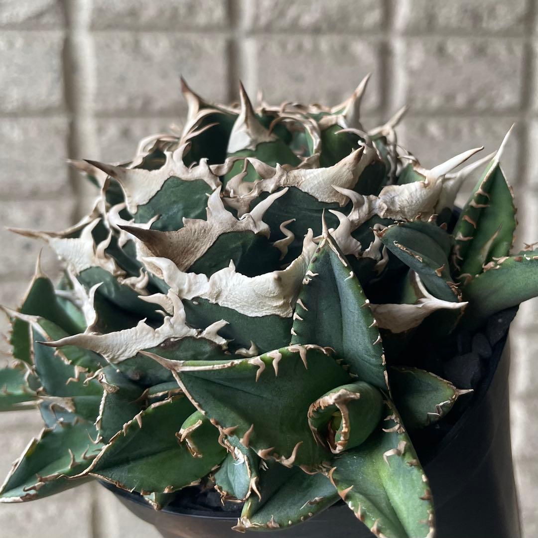 【清櫻】 Lize血統、OC直子、発根済み子株⑤