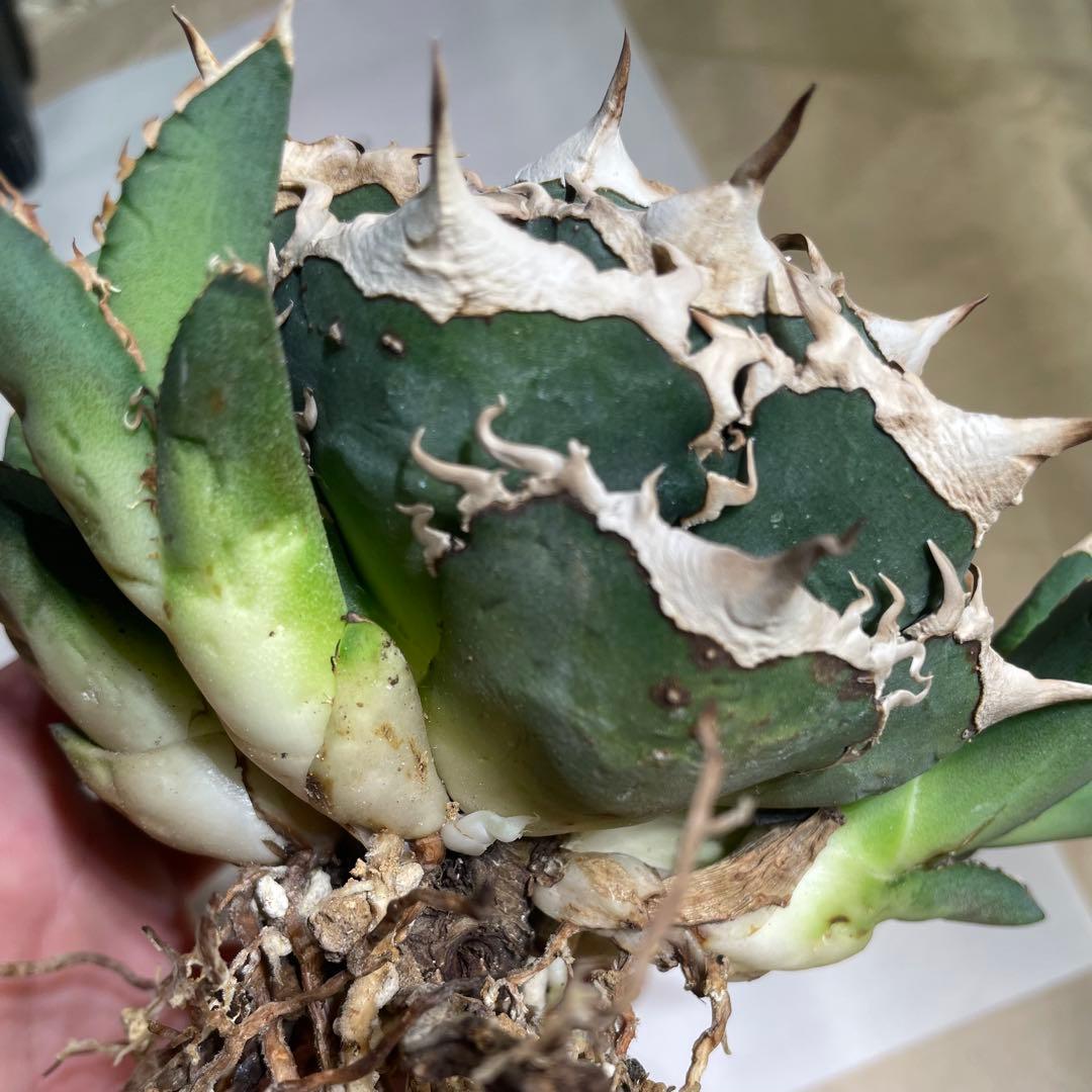 【清櫻】 Lize血統、OC直子、発根済み子株⑤