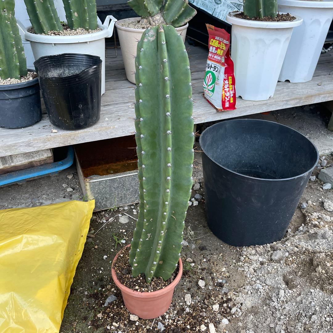 柱サボテン 鬼面角 5月終わりブランチ 土上52センチ 南国宮崎県産