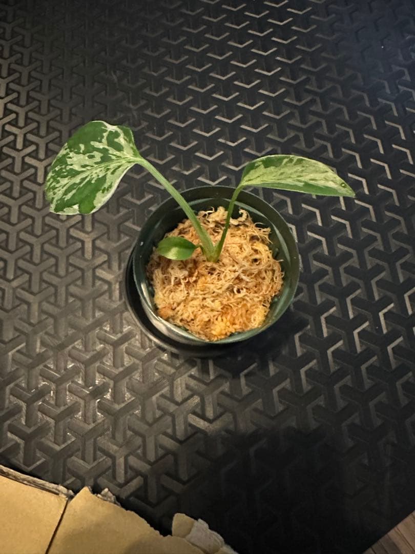 モンステラ　バルバソー　バルバソウ　bulbasaur フシギダネ