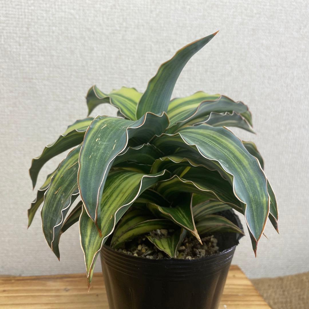 サンスベリア ブルーキュ斑入 Sansevieria Blue Kew