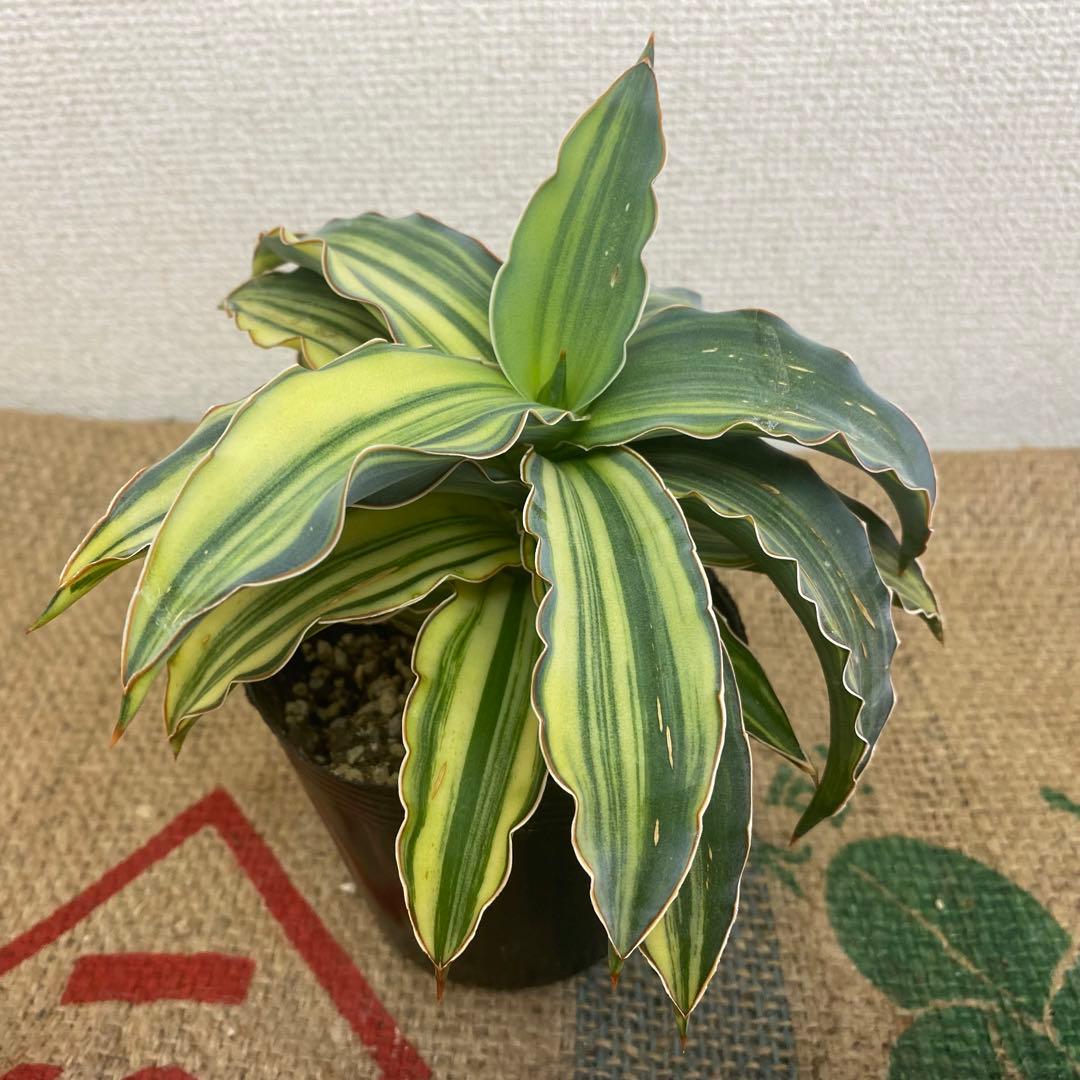 サンスベリア ブルーキュ斑入 Sansevieria Blue Kew