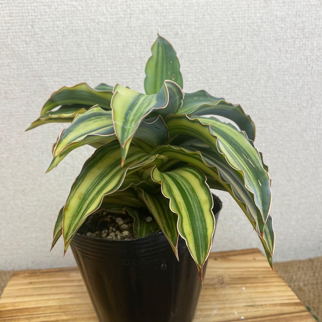 サンスベリア ブルーキュ斑入 Sansevieria Blue Kew