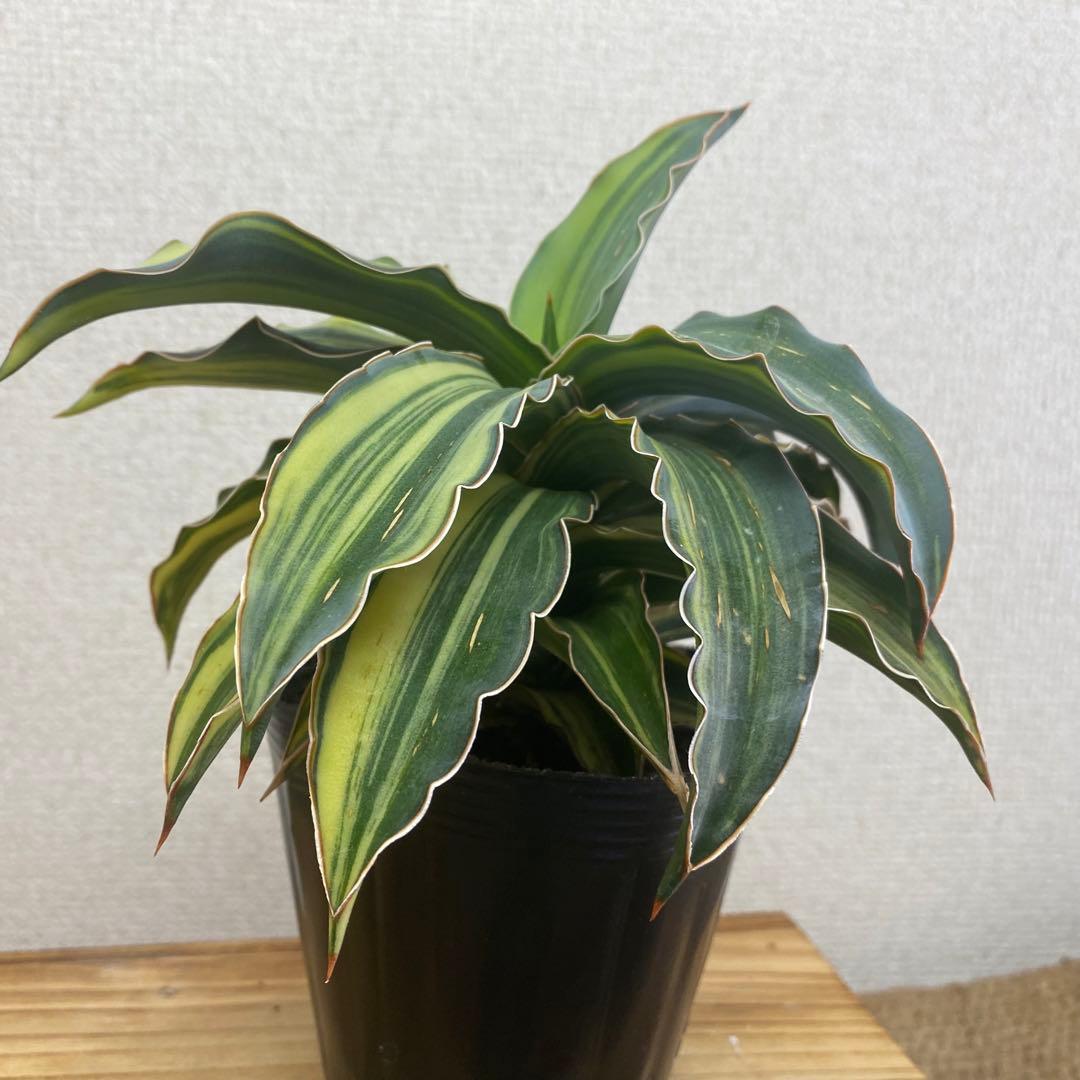 サンスベリア ブルーキュ斑入 Sansevieria Blue Kew