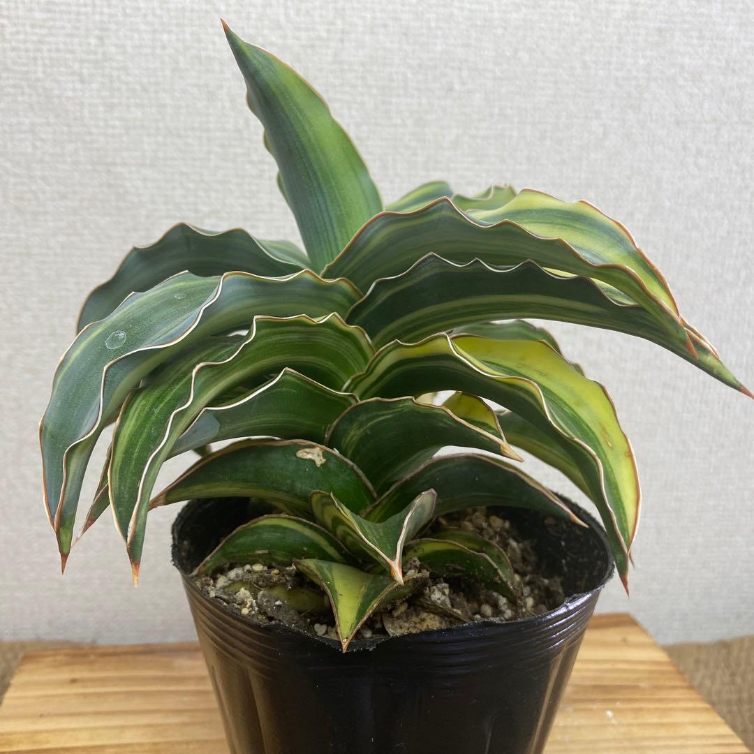 サンスベリア ブルーキュ斑入 Sansevieria Blue Kew