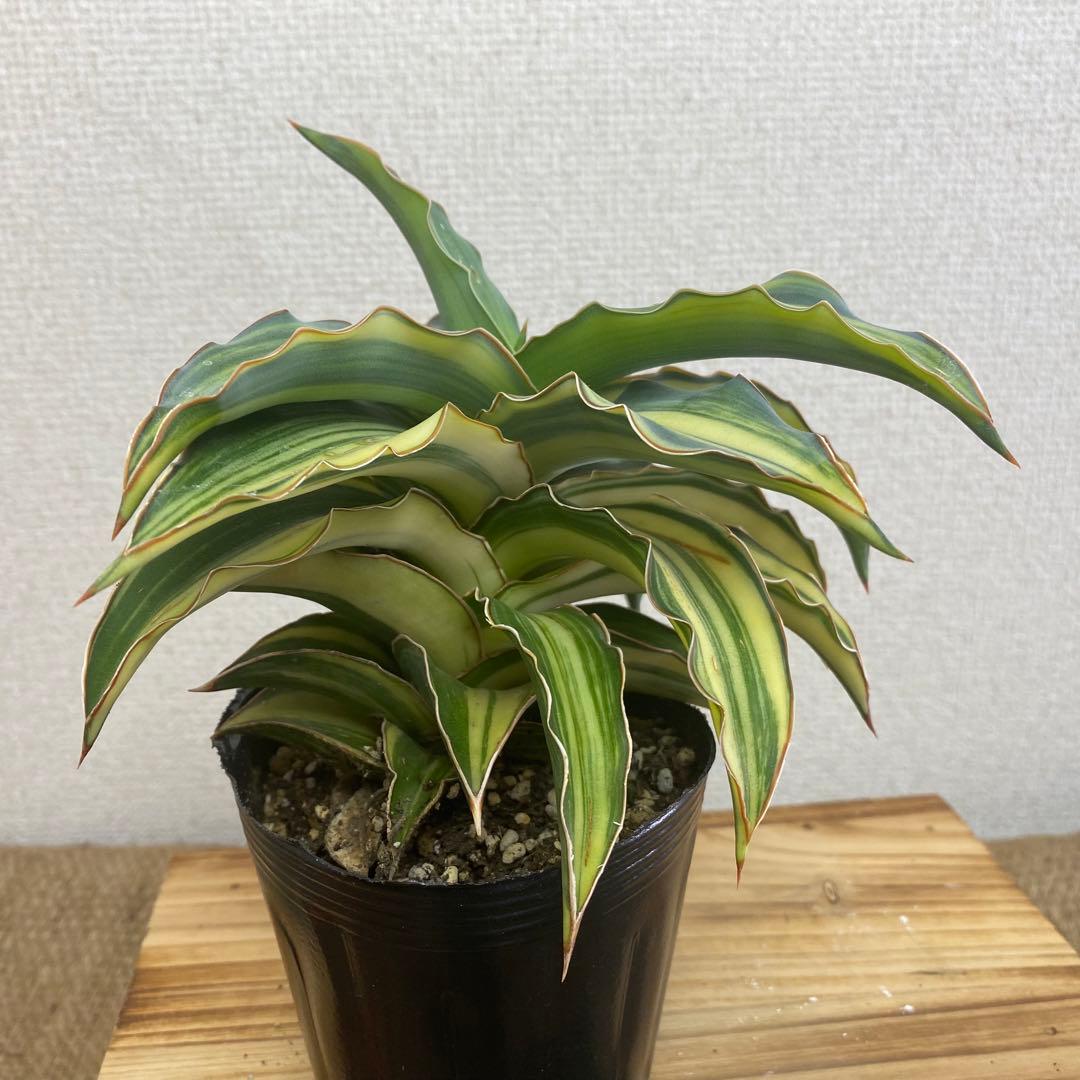 サンスベリア ブルーキュ斑入 Sansevieria Blue Kew