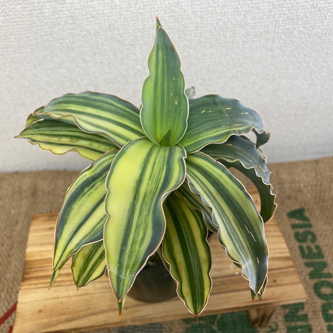 サンスベリア ブルーキュ斑入 Sansevieria Blue Kew