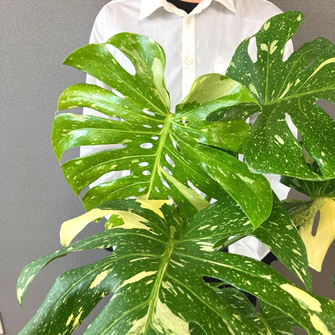超希少❗️特大❗️超美斑❗️モンステラ　タイコンステレーション✨