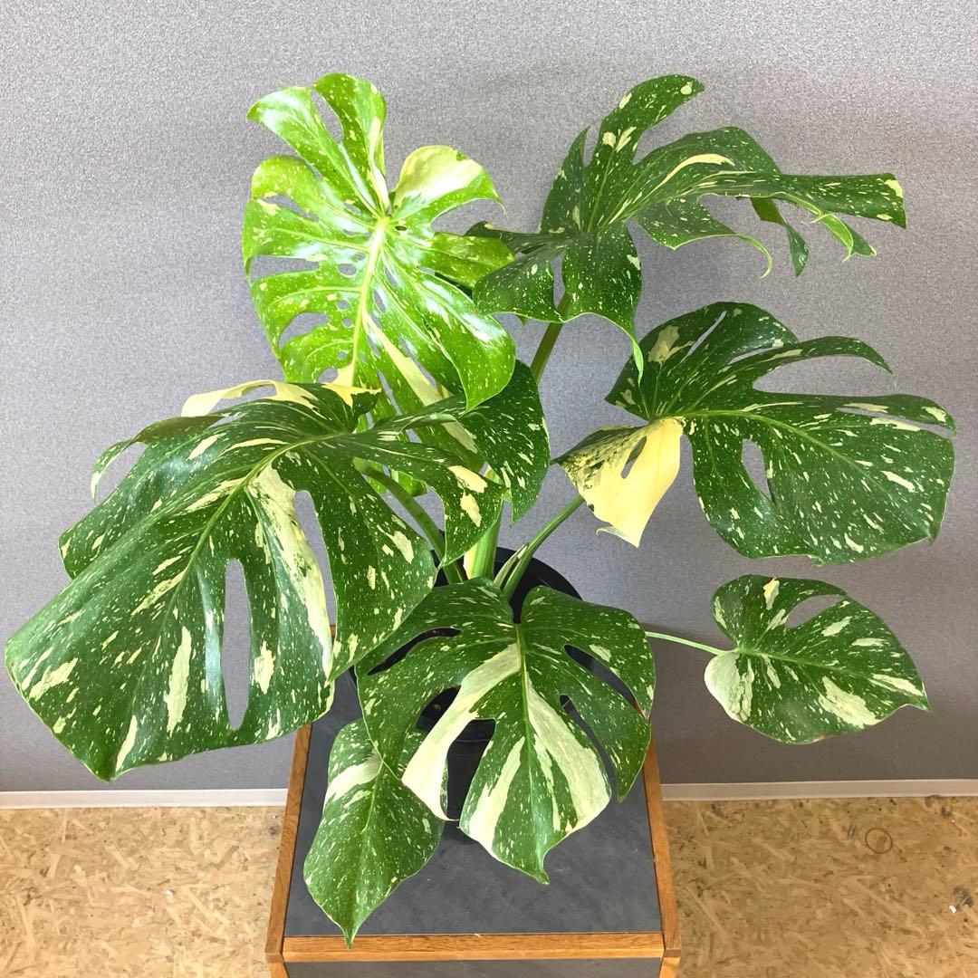 超希少❗️特大❗️超美斑❗️モンステラ　タイコンステレーション✨