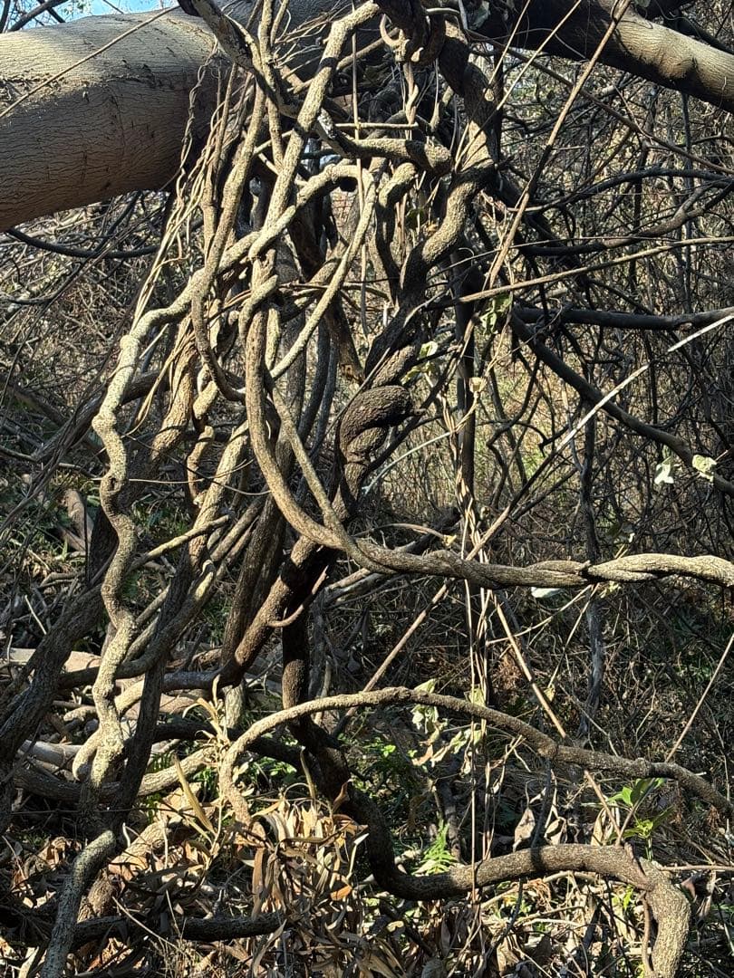 天然素材✴️ランナー 蔓✴️匍匐 つる✴️採りたて かご編み - メルカリ