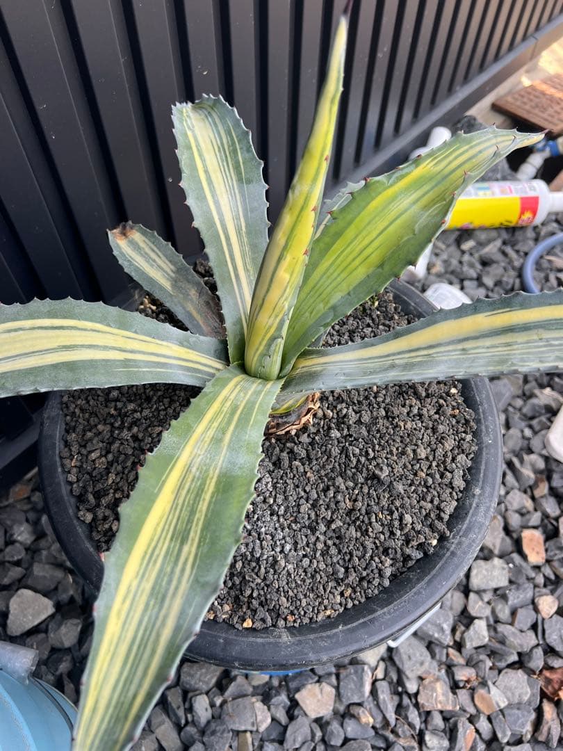 アメリカーナ　縞斑　3株セット