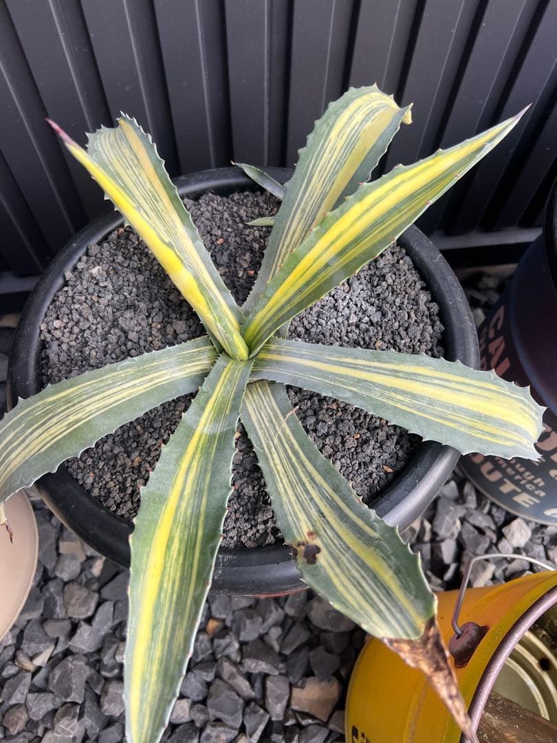 アメリカーナ　縞斑　3株セット