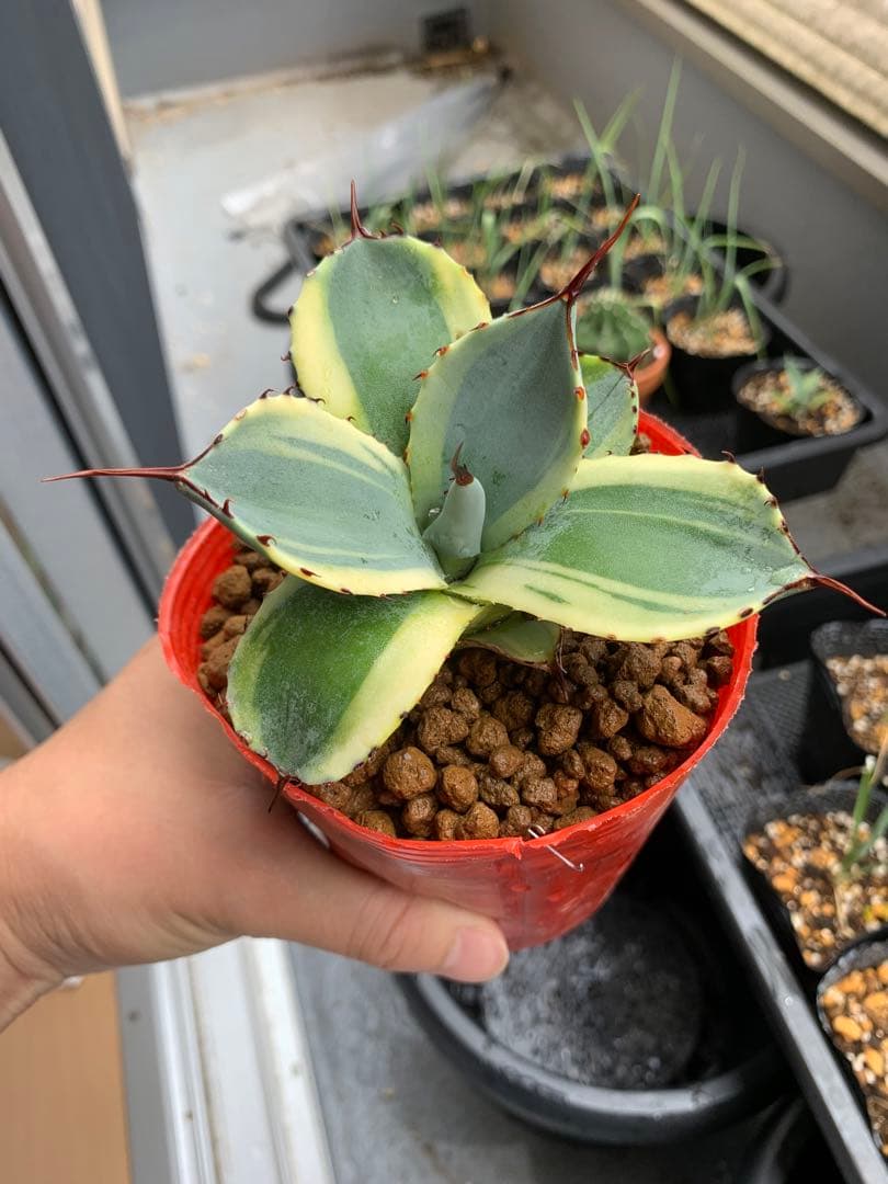 【値引き】アガベ パリー トランカータ オリザバ