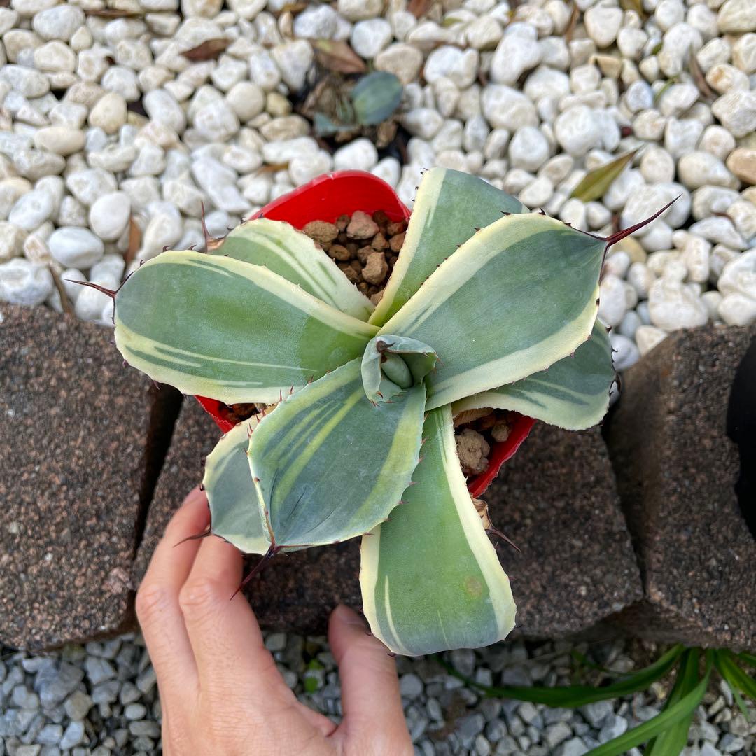 【値引き】アガベ パリー トランカータ オリザバ