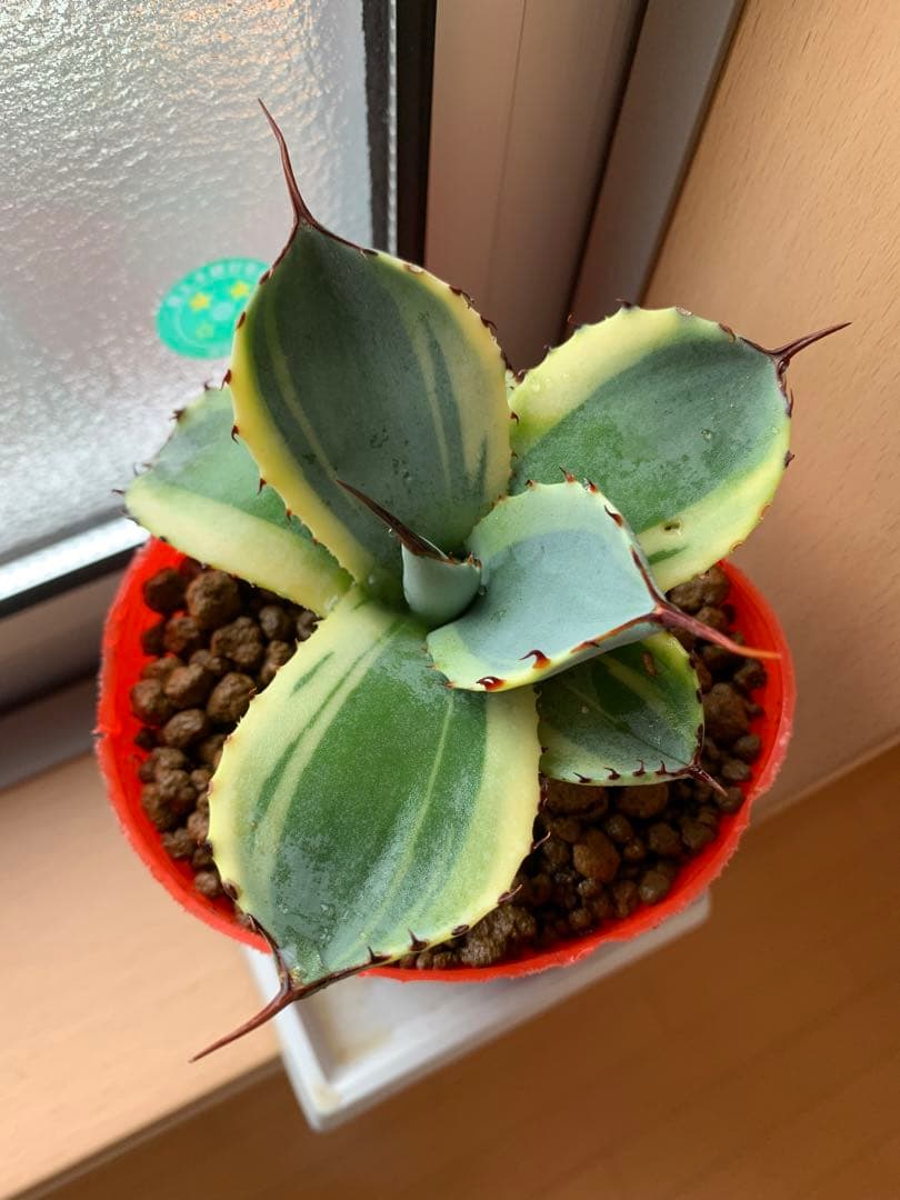 【値引き】アガベ パリー トランカータ オリザバ