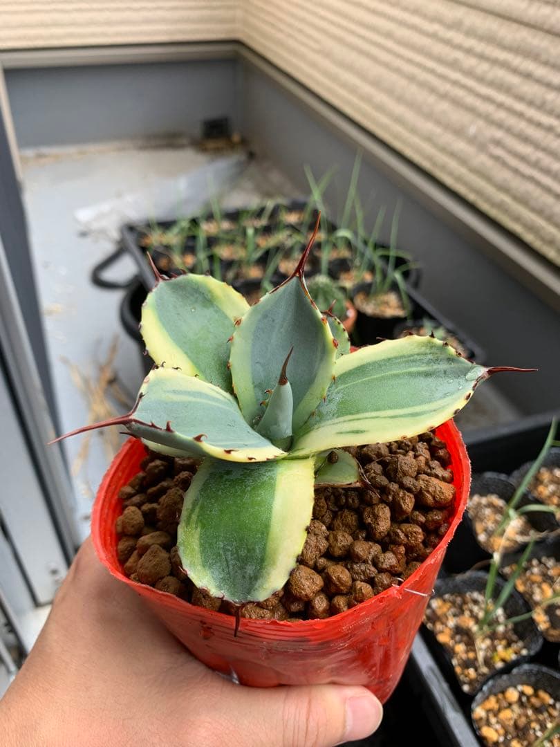 【値引き】アガベ パリー トランカータ オリザバ