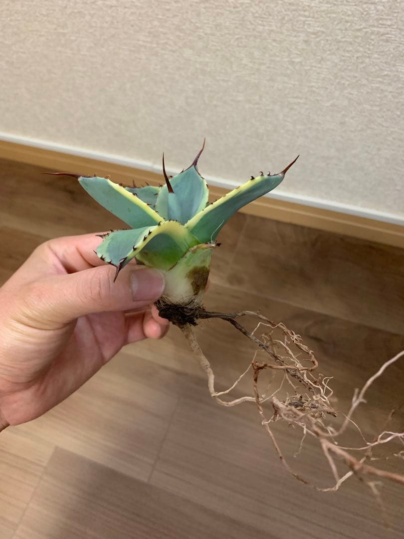 【値引き】アガベ パリー トランカータ オリザバ