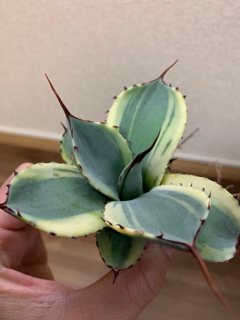 【値引き】アガベ パリー トランカータ オリザバ