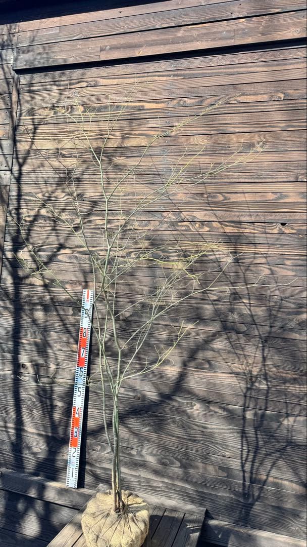 ヤマモミジ/山採り天然木【現品発送】管理80026