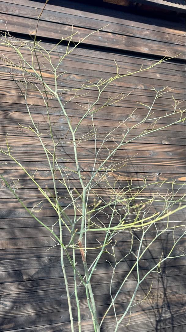 ヤマモミジ/山採り天然木【現品発送】管理80026