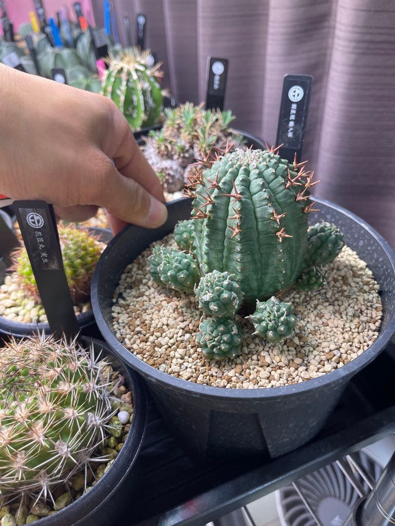 EMP ユーフォルビア 群生冠 実生 輸入球 / 中株 Yu167 - メルカリ