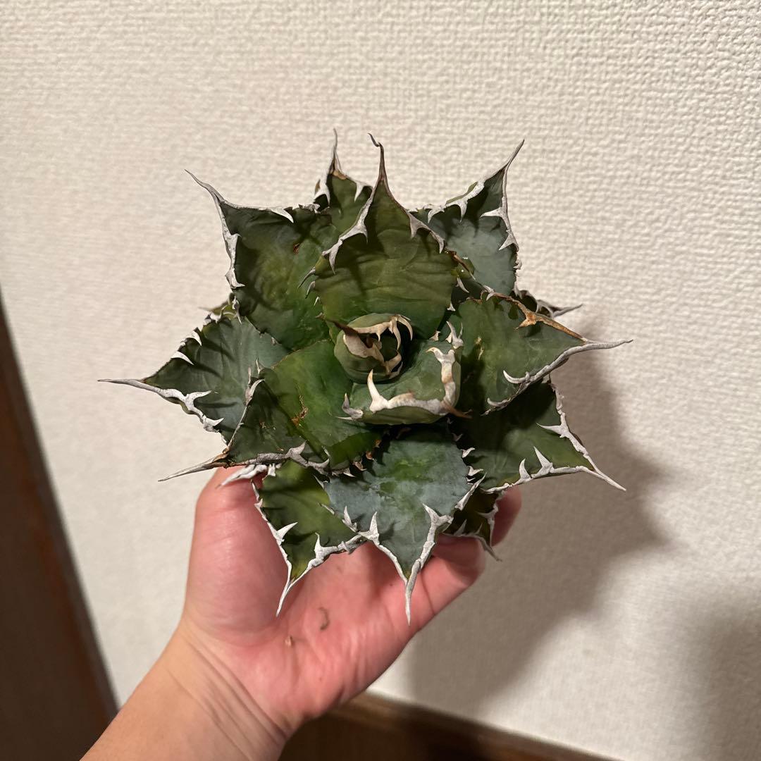 ちひろ様　確認用