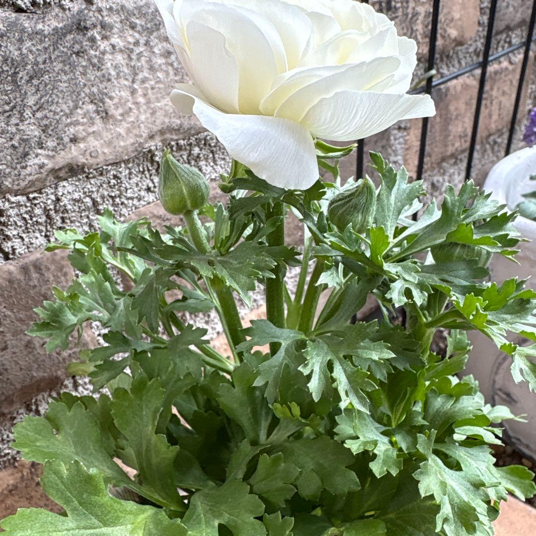 ラナンキュラス・マシェ