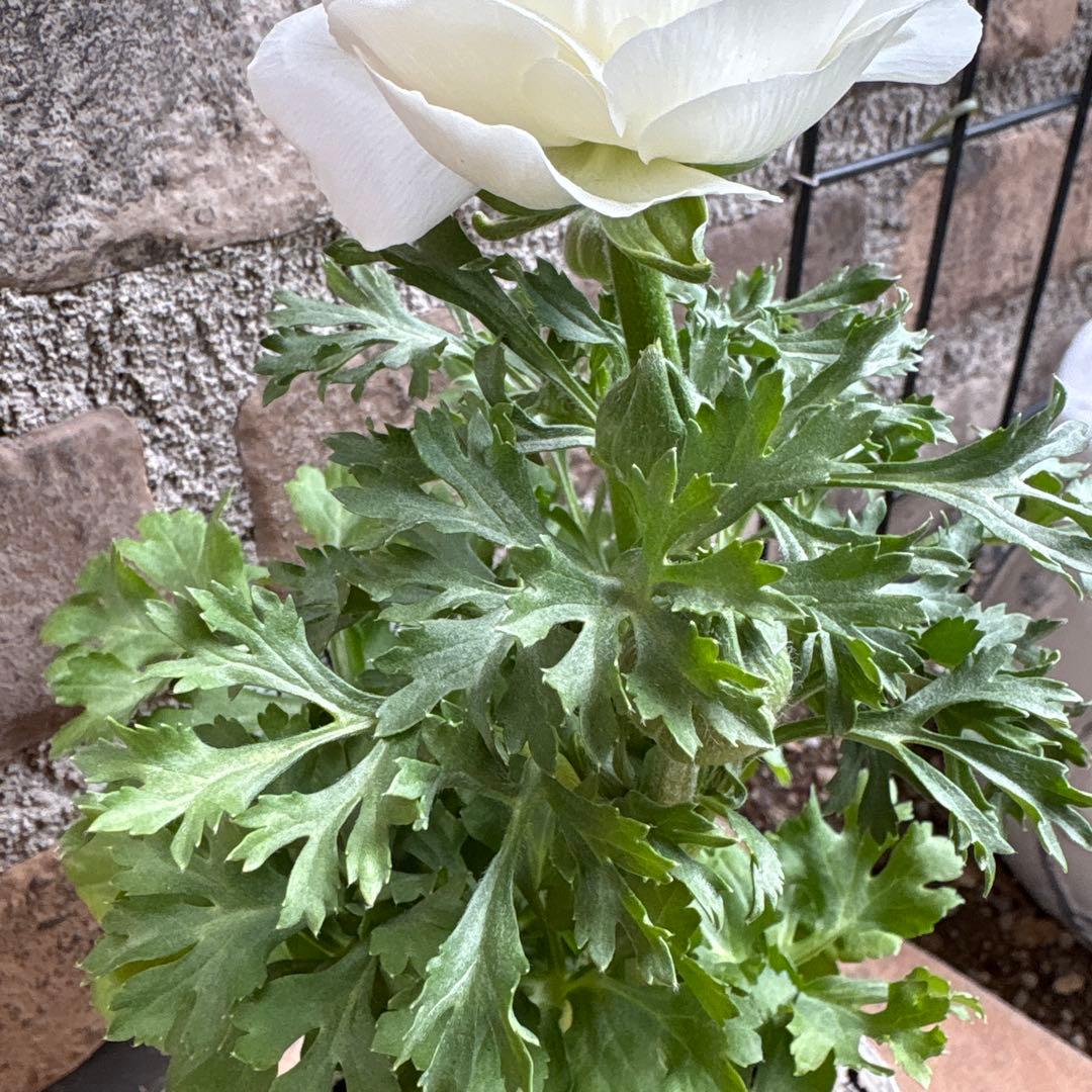 ラナンキュラス・マシェ