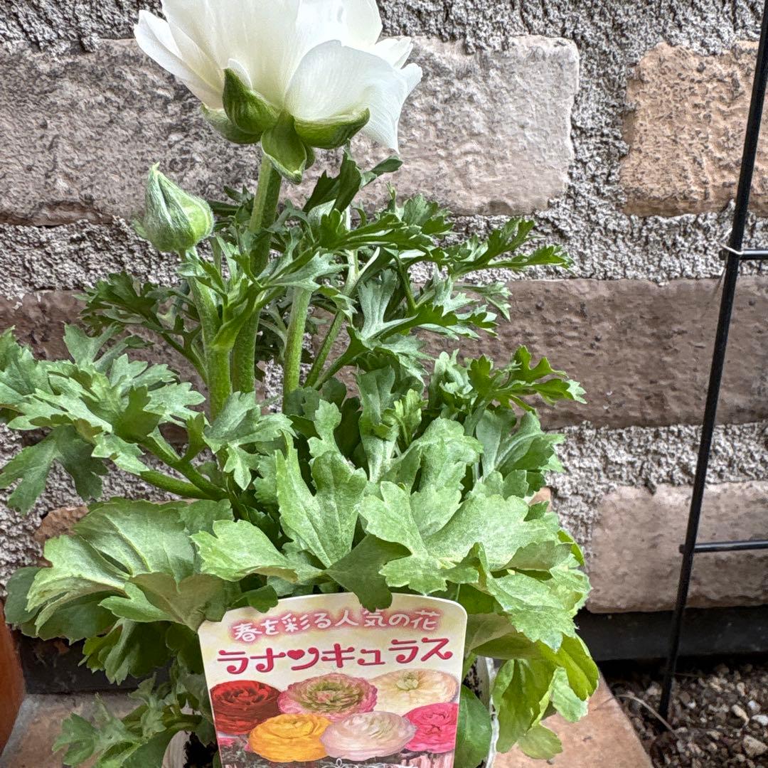 ラナンキュラス・マシェ