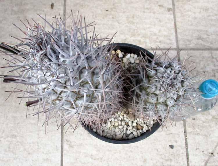 現品】パキポディウム ゲアイー 亜阿相界 6号 BR番 - メルカリ