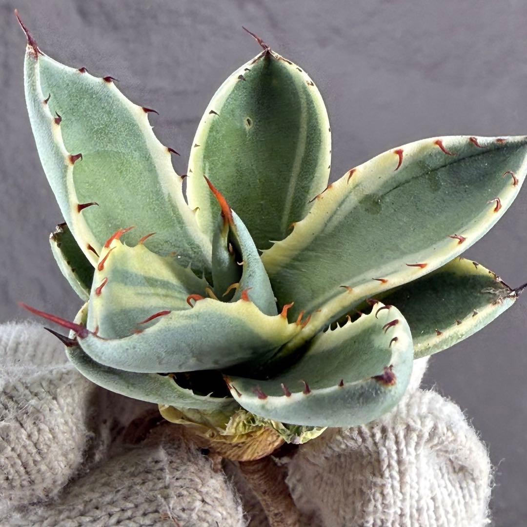 A*d様 【アガベ パリー“オリザバ”】最高コントラスト/明瞭斑入り/L-1