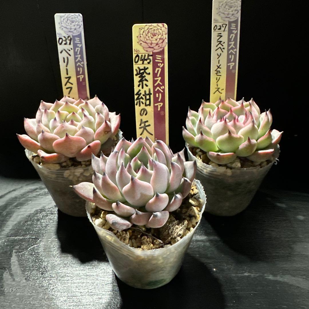 し*ん様 おらいさん苗10点セット　まだまだ成長お楽しみに♡ 札なし