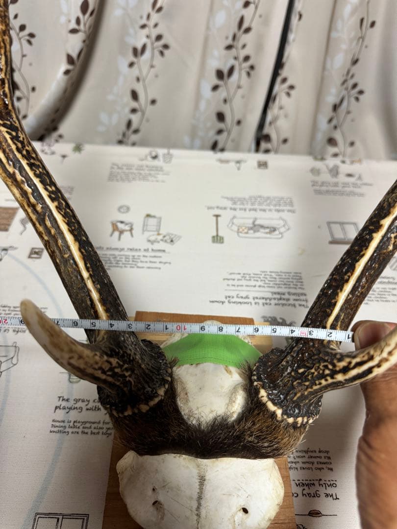 鹿の角　刀置き　オブジェ