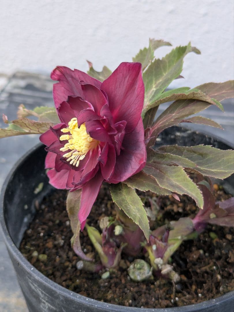 広瀬園芸 クリスマスローズ　ダブル 【ベルベットレッド】 極美個体