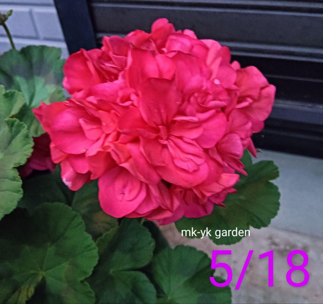 ゼラニウム 苗 濃いピンク 八重咲 ゼラニューム苗 ゼラニウム苗 花苗