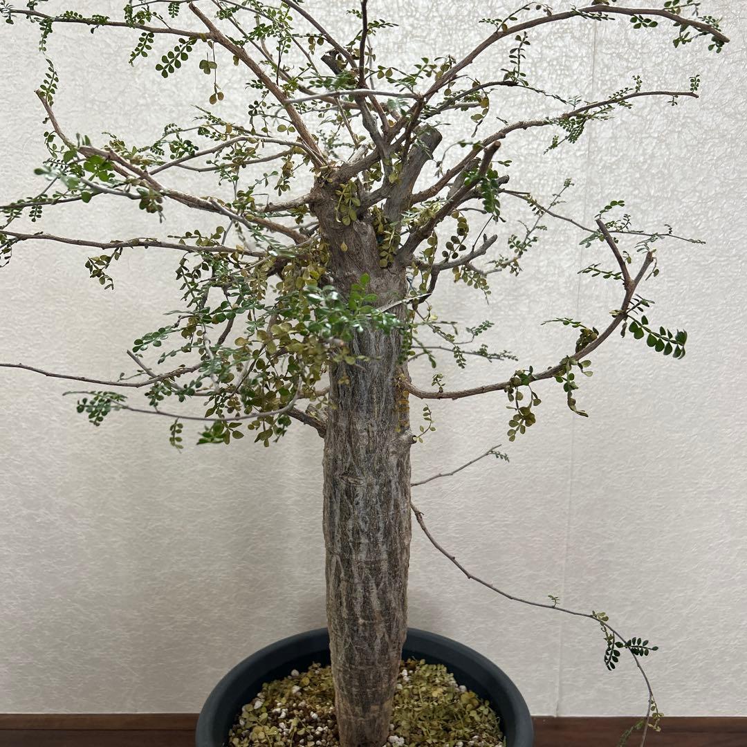 オペルクリカリア　デカリー現地球