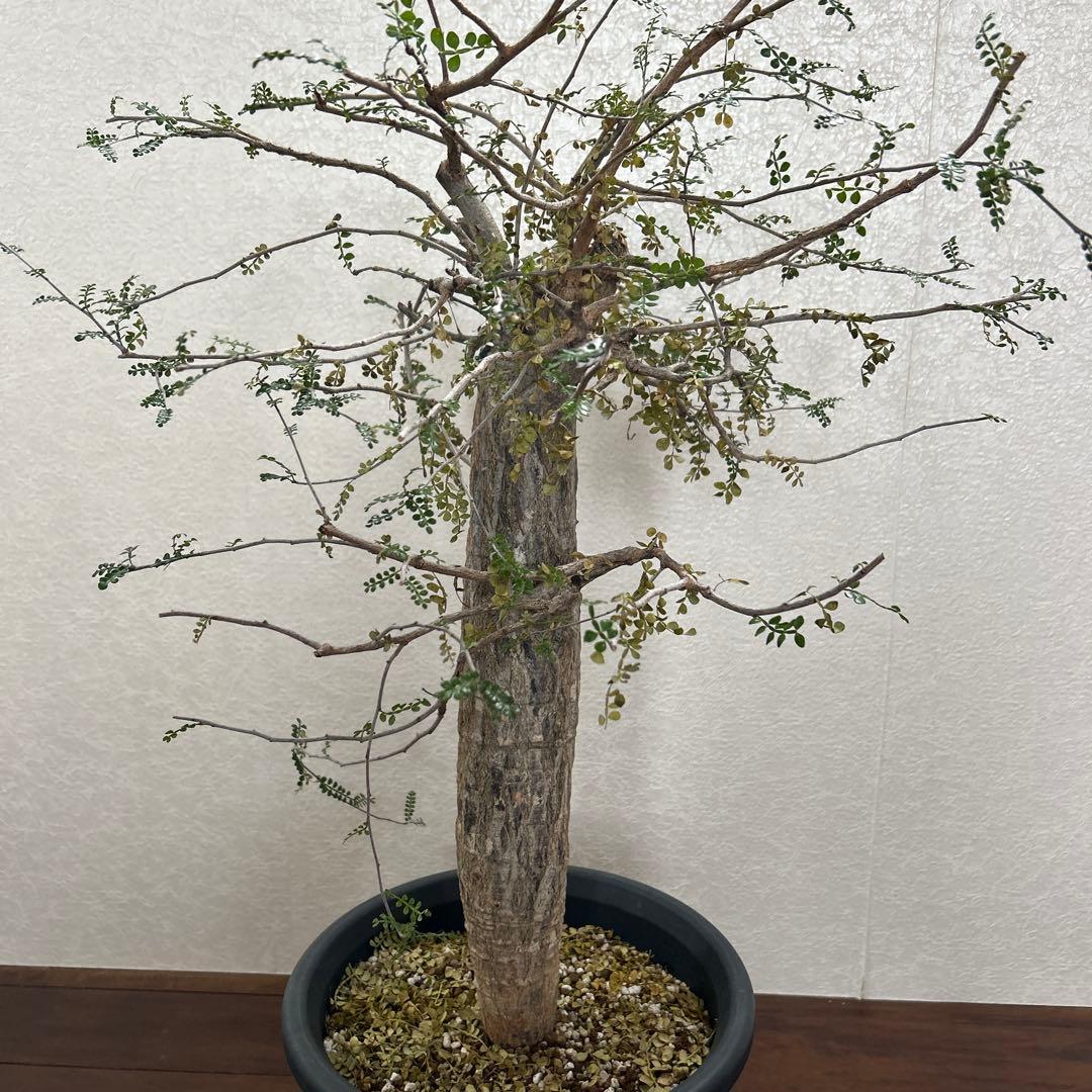 オペルクリカリア　デカリー現地球