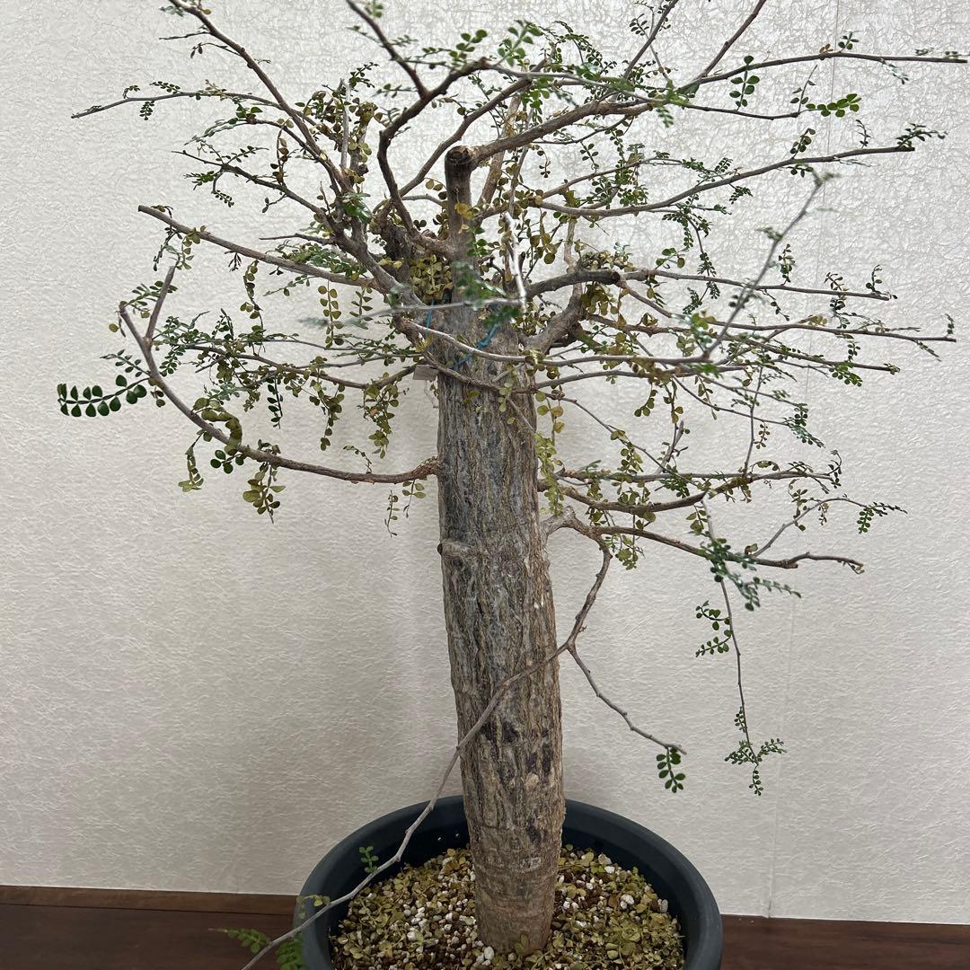 オペルクリカリア　デカリー現地球