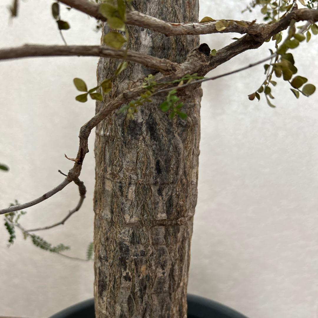 オペルクリカリア　デカリー現地球