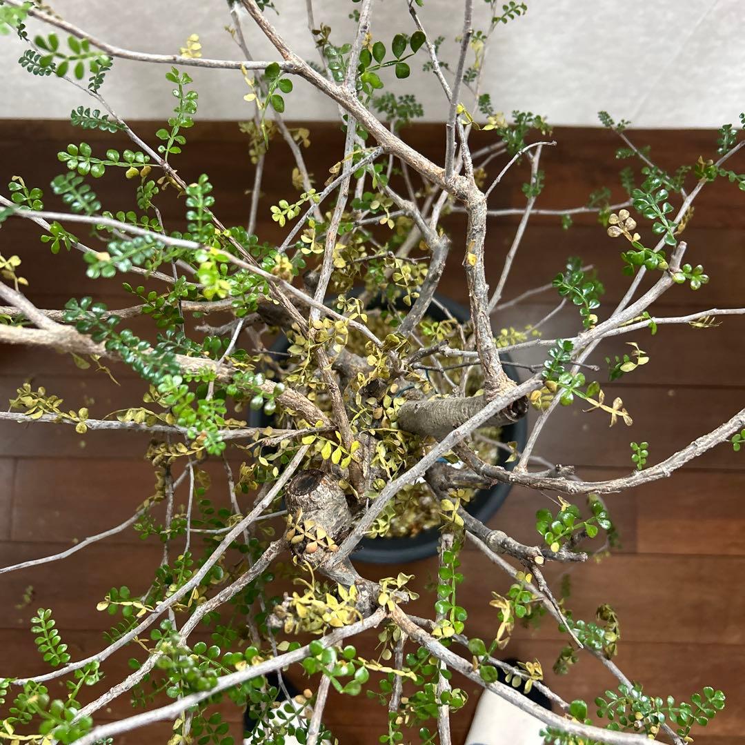 オペルクリカリア　デカリー現地球